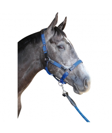 licol cheval cuir et nylon flags & cup